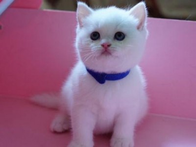 英短 银渐层猫咪出售 大量猫咪 白色银渐层 好养包健康