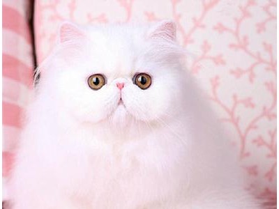 波斯猫出售纯种，白色长毛波斯猫 价格实惠 包品质