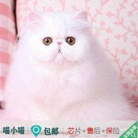 波斯猫出售纯种，白色长毛波斯猫 价格实惠 包品质