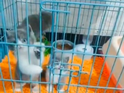 英短猫，疫苗二针，喜欢可联系，坐标浙江-台州市