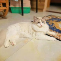 蓝双、海双布偶宠物猫