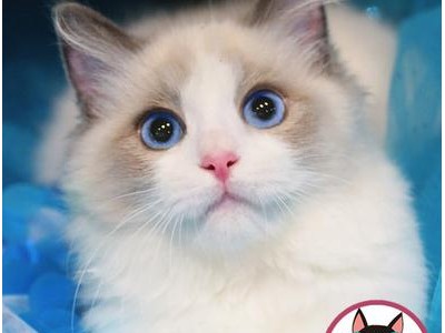 布偶猫出售，纯种，满背双耳 精品布偶猫咪大量 全国发货 特价