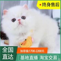 加菲猫出售纯种，全国发货，白色，棕色加菲，品相好，质量好