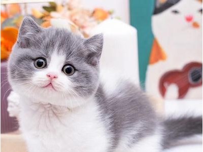 英短 银渐层猫咪出售 大量猫咪 白色银渐层 好养包健康