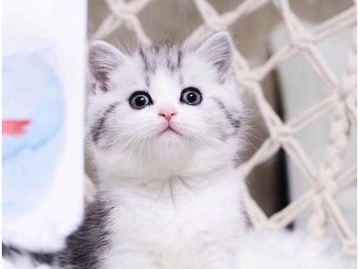 美短猫咪出售 美国短毛猫咪，大量精品猫咪 可自取 可发货