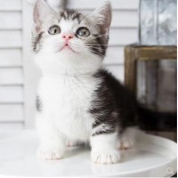 美短猫咪出售 美国短毛猫咪，大量精品猫咪 可自取 包健康