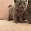 英短蓝猫宝宝 自家繁殖 公母可选 支持上门看猫