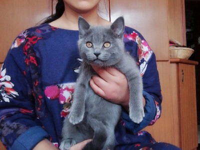 杭州本地家庭繁殖纯种英蓝短猫