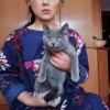 杭州本地家庭繁殖纯种英蓝短猫