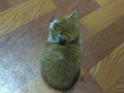 坐标上海宝山，是只可爱的小橘猫，3个月大，很爱叫，会用猫砂