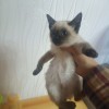 江苏无锡宜兴可爱活泼暹罗猫，自己已经会用猫砂，有公有母