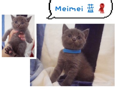 3个月幼猫出售 蓝猫 重点色 自养