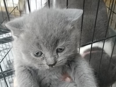 家养英短蓝猫，坐标江苏 泰州