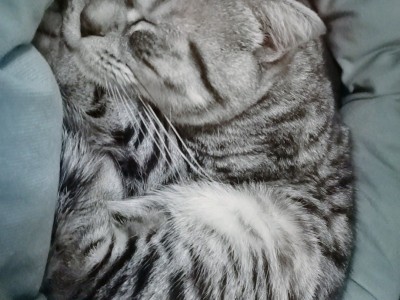 九个月的美短虎斑，公猫没有做过绝育，比较胆小（仅限西安市）