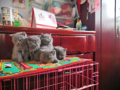 出售纯种英短蓝猫，健康活泼，坐标吉林省长春市