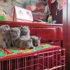 出售纯种英短蓝猫，健康活泼，坐标吉林省长春市