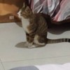 家养一岁的猫猫