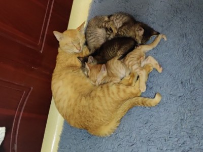 一只橘猫 公的  三只黑斑纹母猫  猫妈妈是橘猫