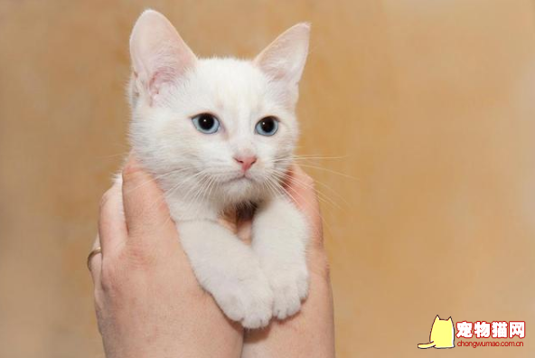 蓝眼白猫