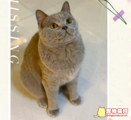 丁香色英短蓝猫