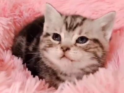 家养的短美虎斑猫出售 有意者请联系
