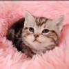 家养的短美虎斑猫出售 有意者请联系