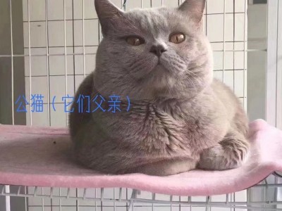 纯种小蓝猫出售，血统保证纯正，坐标湖南邵阳