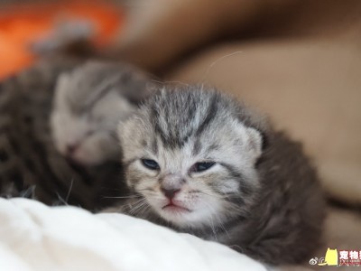 虎斑猫和美短鱼骨纹生的小猫，希望有意愿的朋友跟我联系！