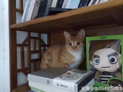 黏人公橘猫，找有责任心铲屎官