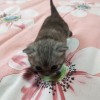 美短猫低价处理！2个月大小，会吃食，会用猫砂