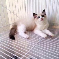 深圳哪里有卖布偶猫 这种猫的价钱呢