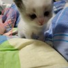 家养布偶新生小猫咪便宜出，坐标江苏苏州