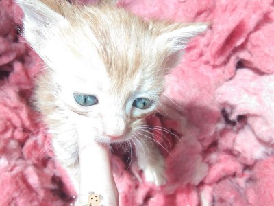 蓝眼睛橘猫，自己大猫生的小猫咪