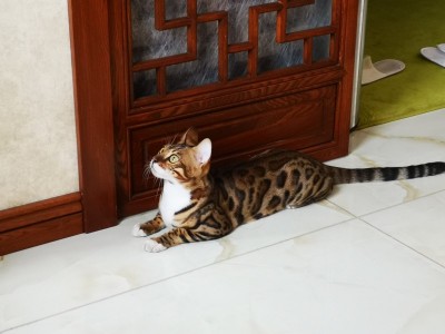 家养六个月大孟加拉豹猫，活泼健康，坐标黑龙江哈尔滨
