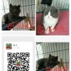 50天蓝猫，健康活泼，无病无癣，能吃食会用猫砂