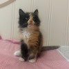 自家猫生的小猫求领养橘猫和一只三花猫地址漯河市