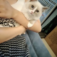 出手自己家养的母布偶猫一只，疫苗齐全，身体健康