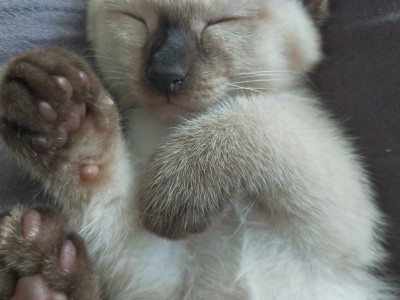 自家养的暹罗猫二个月了出售，3母2公