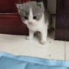 上海英短蓝白猫