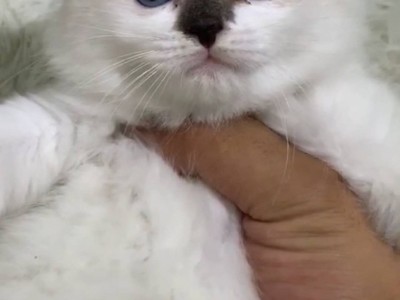 吉林一手养护特价猫咪 无病 布偶猫