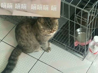 折耳猫1岁半小母猫，已驱虫和疫苗，坐标内蒙古