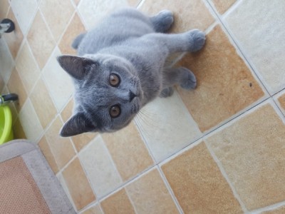 山西太原自家养的英国短猫三个月，现找一位爱猫人士