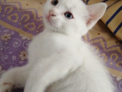 鸳鸯眼波斯猫纯白色，呼伦贝尔牙克石市