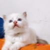 家养布偶猫已驱虫，坐标安徽宣城