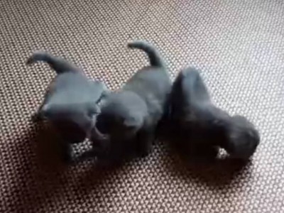 3只小蓝猫都一个月，坐标天津