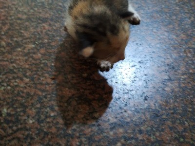 杭州的来免费领养猫咪：小猫端午节生了五只可爱的猫宝宝