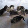 江苏省溧阳市，家有六只美短小猫咪，加黒加白 ，很黏人