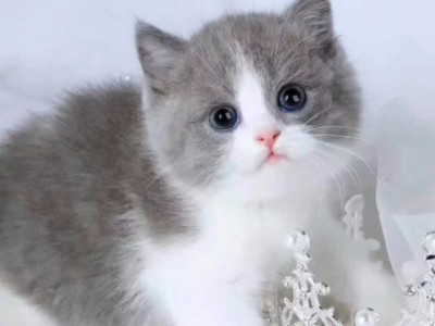 纯种英短蓝白小母猫，活泼粘人