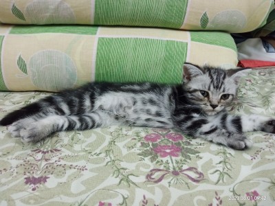西安市虎斑猫，存种色正，价值高，是母猫