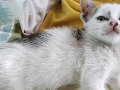 免费领养：江苏宿迁沭阳猫咪两个月，不是品种猫，家中原因无法继续养